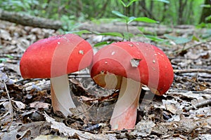 Two Rosy Brittlegill mushrooms in deciduous forest