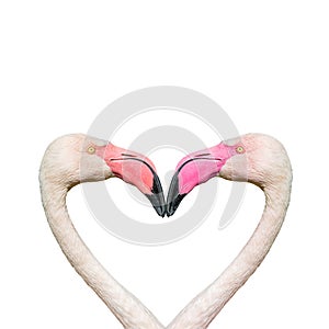 Two rosy flamingos forming a heart shape with their heads and necks isolated at white background. Concept of love, glamour and