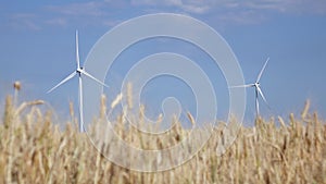 Two rotating windmill in a field of ripening young wheat