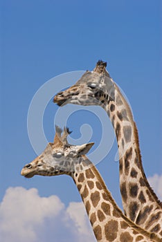 Two Rothschild Giraffes