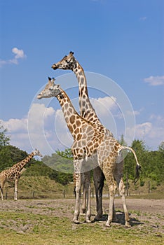 Two Rothschild Giraffes