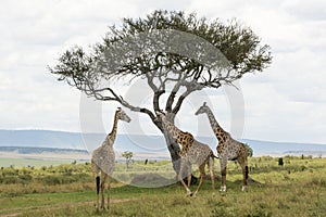 Two Rothschild Giraffes and a Masai Giraffe in Masai Mara National Park in Kenya