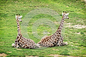 Two Rothschild giraffes