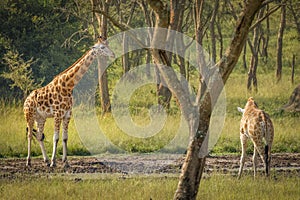 Two Rothschild`s giraffe  Giraffa camelopardalis rothschildi standing at a waterhole, Lake Mburo National Park, Uganda.