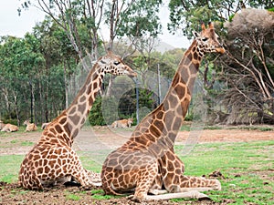 Two Rothschilds giraffes sitting in rest on a grassy plain photo