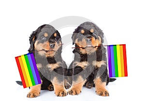 two rottweiler puppies with rainbow color flag symbolizing gay rights. isolated on white