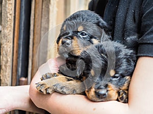 Two Rottweiler pups in arms