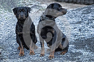 Two Rottweilers