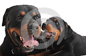 Two rottweilers