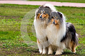 Two Rough ÃÂollies left.