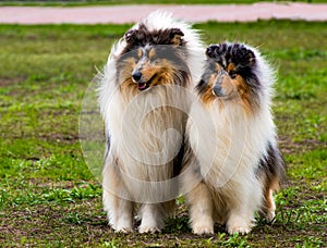 Two Rough ÃÂollies seats.