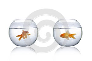 Two round aquarium with goldfish