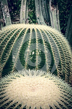 Two round cactuses