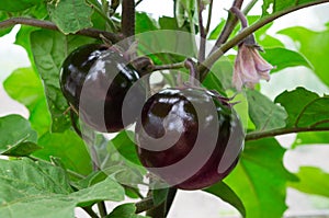 Two round eggplant in garden