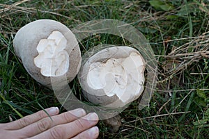 Two round mushrooms in a green grass