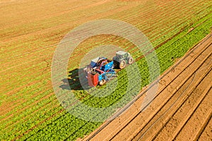 Two row Carrot Picker processing rows of ripe Carrots.