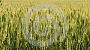 Two-rowed barley or Hordeum distichon growing in the field