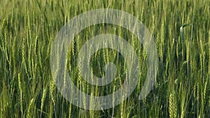 Two-rowed barley or Hordeum distichon growing in the field