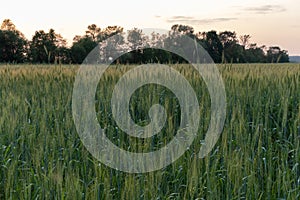 Two-rowed barley or Hordeum distichon growing in the field