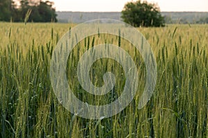 Two-rowed barley or Hordeum distichon growing in the field