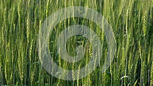 Two-rowed barley or Hordeum distichon growing in the field