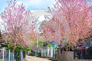 Two rows of cherry blossom trees bloom along the suburban street