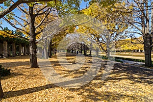 Two rows of ginkgo trees with many autumn yellow leaves