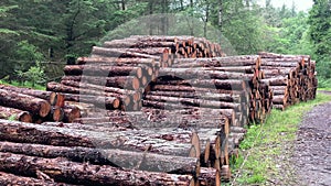 Two rows of high stacks or piles of pine wood logs in a forest