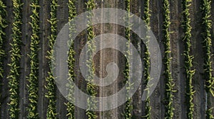 Two rows of vines meet in the middle of the frame creating a natural pathway for workers to navigate the carefully