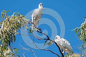 Two Royal or Black-billed Spoonbills perched high in a tree against blue sky