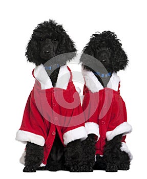 Two Royal Poodle puppies in Santa coats