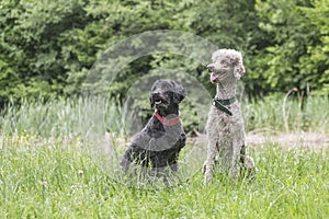 Two royal poodles