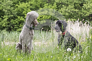 Two royal poodles