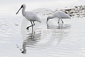 Spoonbills Wadding