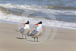 Two royal terns on the beach at Tybee Island