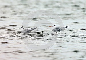 Two royal terns perched atop a partially submerged log in Chokoloskee Bay in Florida. photo