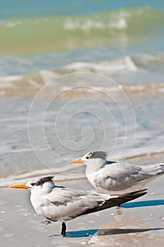 Two royal terns standing on tropical shoreline