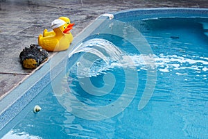 Two rubber ducks and a rubber crocodile head at edge of swimming pool