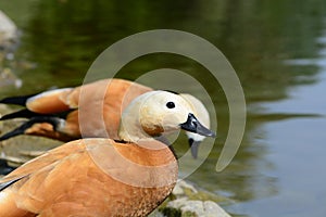 Two ruddy shel ducks photo