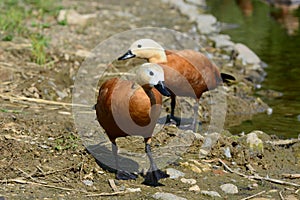 Two ruddy shel ducks walking photo