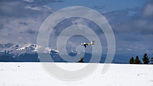 two ruddy shelducks flying over snow-covered mountain pine trees