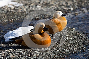 Two ruddy shelducks tadorna ferruginea on pebble beach