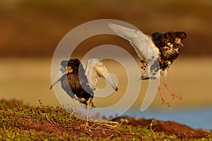 Two Ruffs - Philomachus pugnax