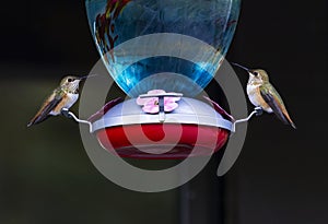 Two Rufous Hummingbirds perched together at nectar feeder