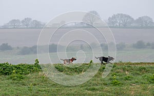 Two running digs in fogy day, Essex, England.