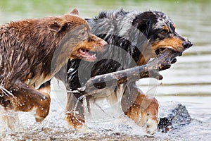 Two running dogs