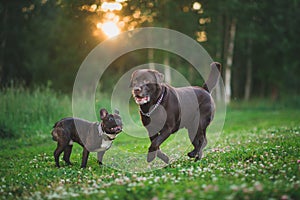 Two running dogs brown labrador and french bulldog in green meadow