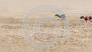 Two running dogs, chasing target in front of light brown field with copy space.