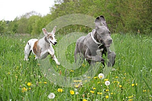 Two running dogs on a field