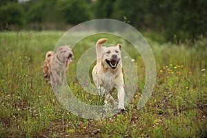 Two running dogs golden labrador and Shar pei in green meadow